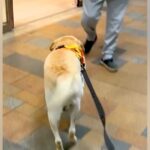 出張帰りのママを『駅まで大型犬とお迎えに行った』結果→見つけた瞬間に…感動的な『再会の反応』に絶賛「ジーンときた…」「健気で可愛い」(ブログ)