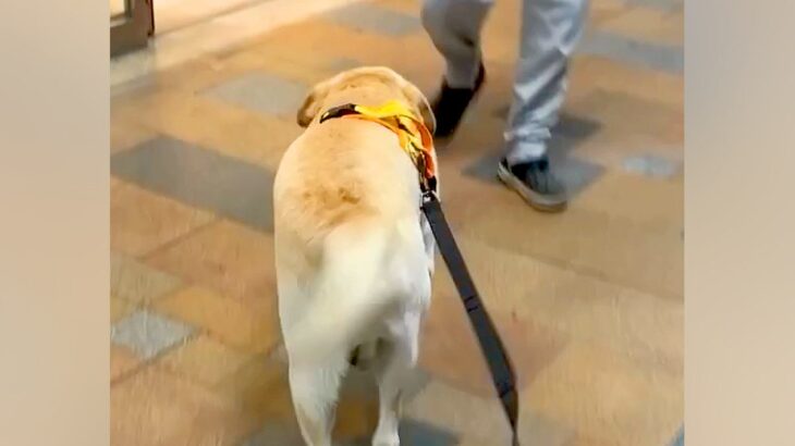 出張帰りのママを『駅まで大型犬とお迎えに行った』結果→見つけた瞬間に…感動的な『再会の反応』に絶賛「ジーンときた…」「健気で可愛い」(ブログ)