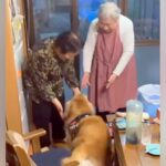 大型犬が『双子のおばあちゃん』を発見した瞬間…幸せが大渋滞している『お互いのやり取り』が31万再生「もう全員可愛い」「ピーピー嬉しそう」(ブログ)
