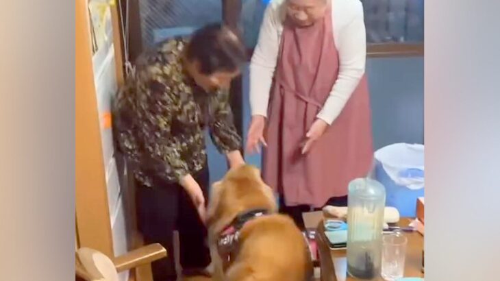 大型犬が『双子のおばあちゃん』を発見した瞬間…幸せが大渋滞している『お互いのやり取り』が31万再生「もう全員可愛い」「ピーピー嬉しそう」(ブログ)