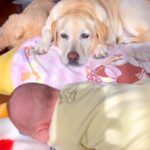 赤ちゃんが寝返りできずに号泣→目が見えない大型犬が『耳』を使って…あまりにも尊い『ベビーシッターの様子』が20万再生「人間よりすごい」(ブログ)