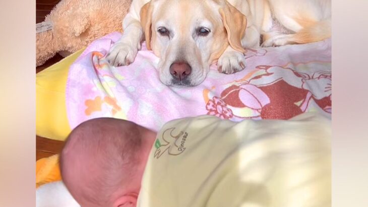 赤ちゃんが寝返りできずに号泣→目が見えない大型犬が『耳』を使って…あまりにも尊い『ベビーシッターの様子』が20万再生「人間よりすごい」(ブログ)