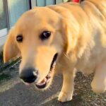 大型犬の呼吸が荒いので、心配して病院に連れて行ったら…予想もしなかった『告げられた診断結果』が67万再生「理由が可愛すぎるｗ」と反響(ブログ)