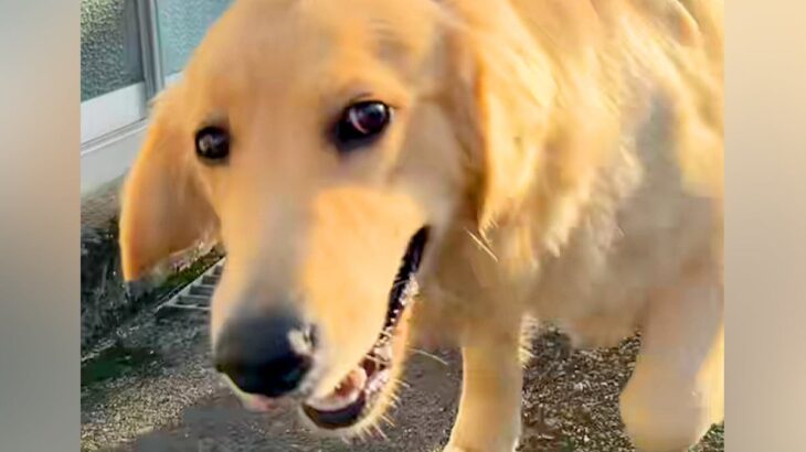 大型犬の呼吸が荒いので、心配して病院に連れて行ったら…予想もしなかった『告げられた診断結果』が67万再生「理由が可愛すぎるｗ」と反響(ブログ)