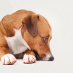 犬が『ミネラル不足』のときに現れる4つの症状　愛犬の健康を守るために注意すべきこととは(ブログ)