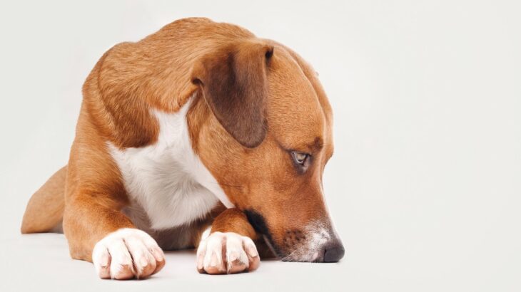 犬が『ミネラル不足』のときに現れる4つの症状　愛犬の健康を守るために注意すべきこととは(ブログ)