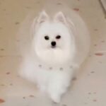 『エリザべスカラーを嫌がらないように…』犬を褒め続けた結果→あまりにも愛おしい行動が100万表示「TGC出演決定」「華麗すぎ」と称賛続々(ブログ)