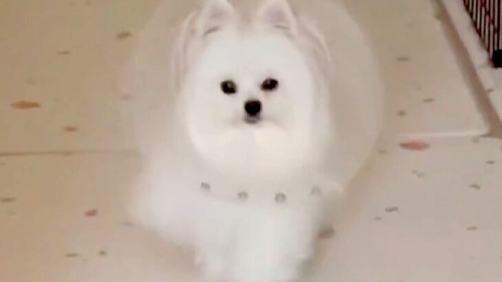 『エリザべスカラーを嫌がらないように…』犬を褒め続けた結果→あまりにも愛おしい行動が100万表示「TGC出演決定」「華麗すぎ」と称賛続々(ブログ)