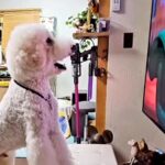 テレビが好きな大型犬→『お気に入りの映画』が始まった途端…まさかの『人間にしか見えない行動』が85万再生「理解してる」「犬生何周目？」(ブログ)