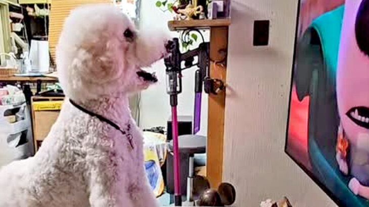 テレビが好きな大型犬→『お気に入りの映画』が始まった途端…まさかの『人間にしか見えない行動』が85万再生「理解してる」「犬生何周目？」(ブログ)