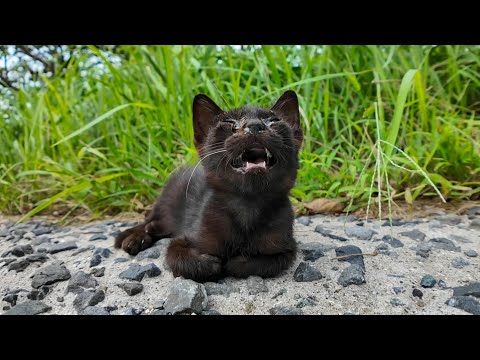 港近くの道端に小さな子猫がいました(YouTube)
