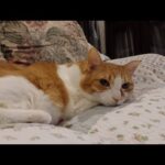 新しい家で新しい朝(YouTube)