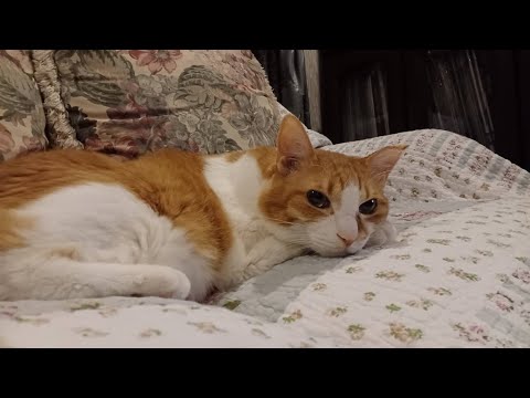 新しい家で新しい朝(YouTube)