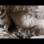 リサとリナ姉妹猫2歳の誕生日！家族になってくれてありがとう(YouTube)