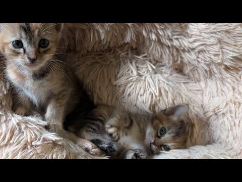リサとリナ姉妹猫2歳の誕生日！家族になってくれてありがとう(YouTube)