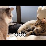 姉猫にペロペロ要求しようとしたら…その後の対応が優しすぎました(YouTube)