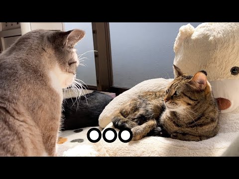 姉猫にペロペロ要求しようとしたら…その後の対応が優しすぎました(YouTube)