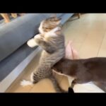 子猫の、カワウソへの絡み方と成猫への絡み方 How kittens interact with otters versus how they interact with adult cats(YouTube)