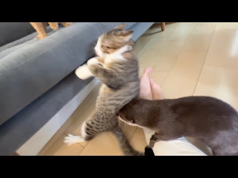 子猫の、カワウソへの絡み方と成猫への絡み方 How kittens interact with otters versus how they interact with adult cats(YouTube)