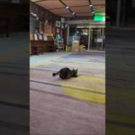 【猫ホテル】夜はロビーで運動会(YouTube)