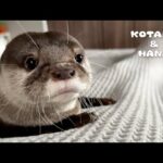 カワウソに内緒でクローゼットを隠れ家にしてあげた結果・・　Otters Love Their New Den! Closet Cleanup Surprise(YouTube)