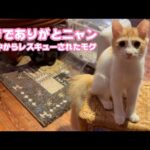 今までありがとニャン  泥の中からレスキューされたモグ  巣立ちの朝   2025 09 27 2(YouTube)