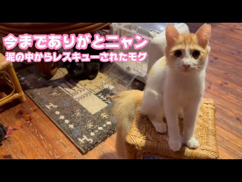 今までありがとニャン  泥の中からレスキューされたモグ  巣立ちの朝   2025 09 27 2(YouTube)