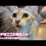 アタチはここに残るニャン  お兄ちゃんユウとあと1週間でお別れヤー    2025 09 20 1(YouTube)