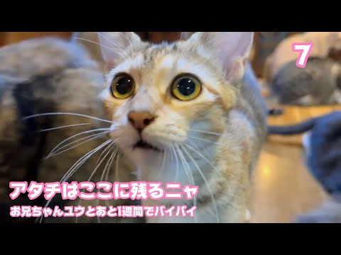 アタチはここに残るニャン  お兄ちゃんユウとあと1週間でお別れヤー    2025 09 20 1(YouTube)