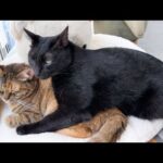 やりすぎちゃった事に後悔して姉猫や妹猫にご機嫌を取る黒猫くん(YouTube)