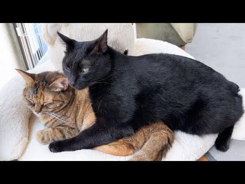 やりすぎちゃった事に後悔して姉猫や妹猫にご機嫌を取る黒猫くん(YouTube)