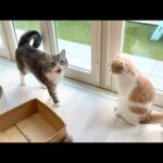 散歩から帰った直後にもう一回「お散歩する？」と聞いたら猫たちの反応が可愛すぎたwww(YouTube)