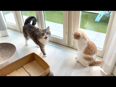 散歩から帰った直後にもう一回「お散歩する？」と聞いたら猫たちの反応が可愛すぎたwww(YouTube)