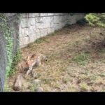 サーバルのボール遊び：多摩動物公園(YouTube)