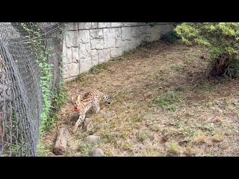 サーバルのボール遊び：多摩動物公園(YouTube)