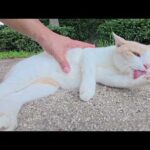 人間が近づくとコロンコロンと転げ回ってお出迎えしてくれる猫(YouTube)