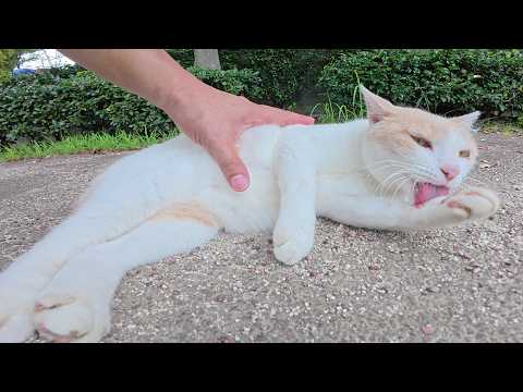 人間が近づくとコロンコロンと転げ回ってお出迎えしてくれる猫(YouTube)