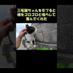 三毛猫ちゃんをモフると喉をゴロゴロと鳴らして喜んでくれた #猫 #cat #ねこ(YouTube)