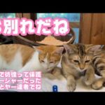 兄妹で彷徨ってシャーシャーで保護されたユウとヤー  ユウお別れだね達者でね  巣立ちまであと3日   2025 09 24 2(YouTube)