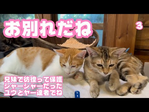 兄妹で彷徨ってシャーシャーで保護されたユウとヤー  ユウお別れだね達者でね  巣立ちまであと3日   2025 09 24 2(YouTube)