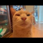目を負傷した猫が病院で逃走(YouTube)