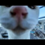 フェリー切符売り場の前に集まる猫たちが可愛すぎて癒やされる🐾(YouTube)