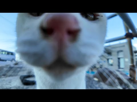 フェリー切符売り場の前に集まる猫たちが可愛すぎて癒やされる🐾(YouTube)