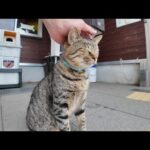 猫島の切符売り場から出てきた猫が可愛すぎて悶絶🐾💗(YouTube)