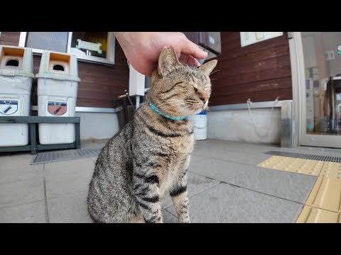 猫島の切符売り場から出てきた猫が可愛すぎて悶絶🐾💗(YouTube)