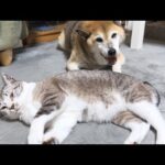 柴犬が移動すると寝ていても柴犬を追いかけて側で寝ちゃう姫猫が可愛い(YouTube)