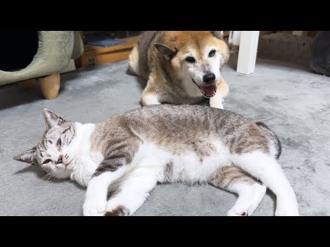 柴犬が移動すると寝ていても柴犬を追いかけて側で寝ちゃう姫猫が可愛い(YouTube)