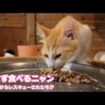 残さず食べるニャン   泥の中からレスキューされたモグ   巣立ちまで14日   2025 09 13 1(YouTube)