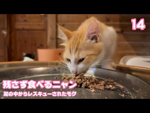 残さず食べるニャン   泥の中からレスキューされたモグ   巣立ちまで14日   2025 09 13 1(YouTube)