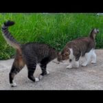 漁港を寄り添って歩く猫たちの尊すぎる瞬間🐾🐱✨(YouTube)